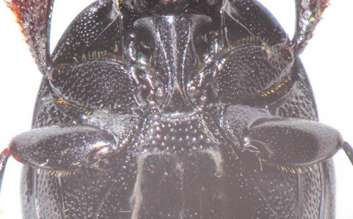 Réf. 194 423 : Saprinus semistriatus